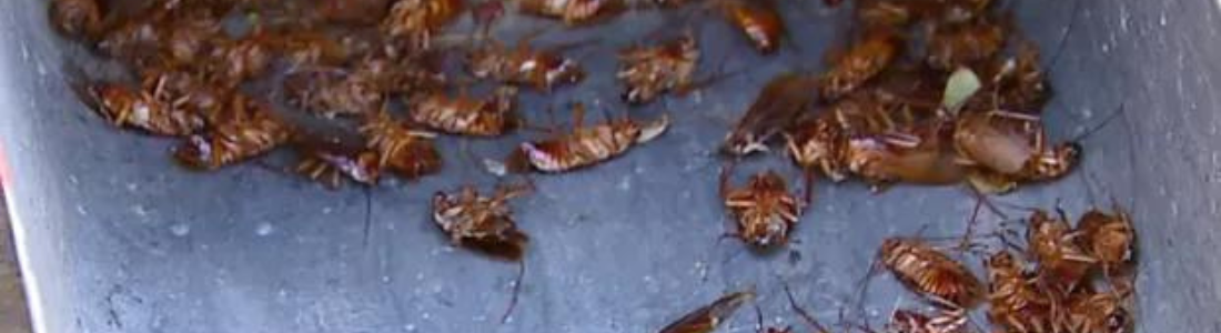 Caixa de água com Baratas 24 HORAS